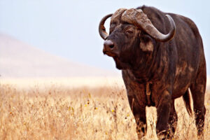 African Buffalo