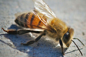 Africanized Honey Bee