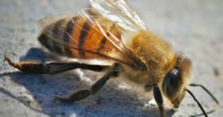 Africanized Honey Bee