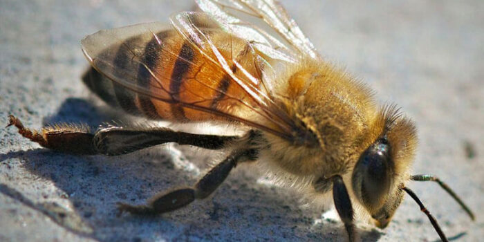 Africanized Honey Bee