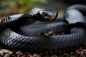 Black Mamba