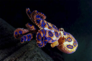 Blue Ringed Octopus