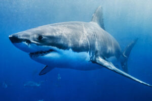 Great White Shark