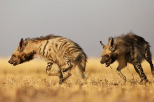 Hyena