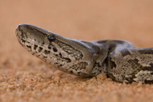 African rock python