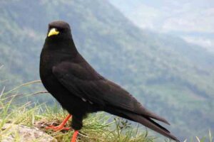 Alpine chough (26500 Feet)