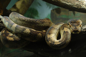 Amethystine python