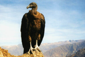 Andean Condor