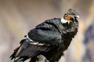 Andean condor (15000 Feet)