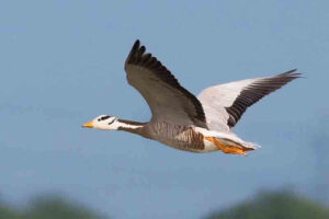 Bar-headed goose (29000 Feet)