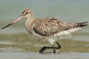 Bar-tailed godwits (20000 Feet)