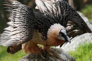 Bearded vulture (24000 Feet)