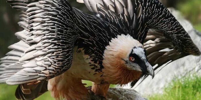 Bearded vulture (24000 Feet)