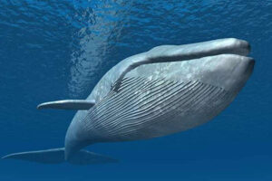 Blue Whale