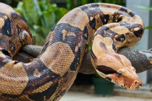 Boa constrictor