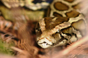 Burmese Python