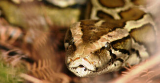 Burmese Python