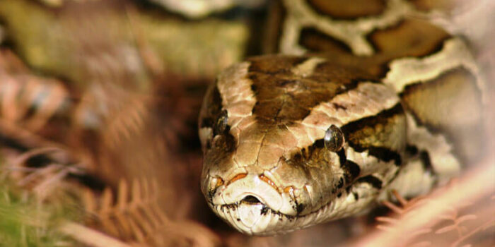 Burmese Python