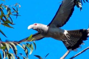 Channel Billed Cuckoo