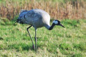 Common crane (33000 Feet)