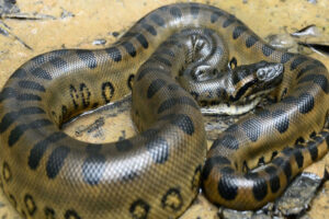 Dark-spotted anaconda