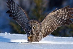 Great Grey Owl