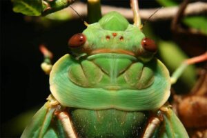 Greengrocer cicada