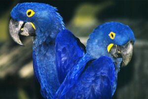 Hyacinth Macaw