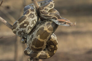 Indian Python