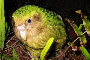 Kakapo