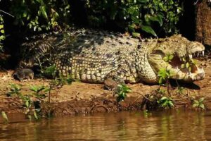 Kalia (Bhitarkanika Park crocodile) (claimed size: 7.01 meters/23 feet) Largest Crocodiles