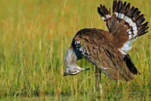 Kori Bustard