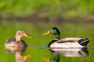 Mallard (21000 Feet)