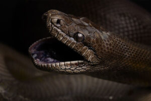 Papuan Python