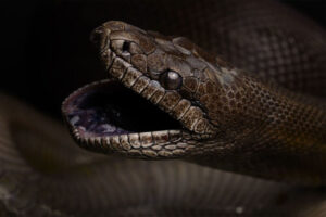 Papuan Python - Largest Snakes