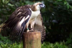 Philippine Eagle