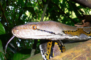 Reticulated python