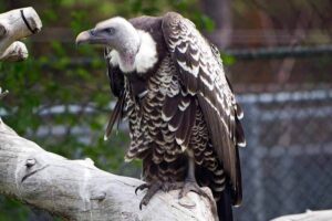 Ruppell’s griffon vulture (37000 Feet)