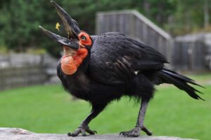 Southern Ground Hornbill