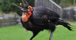 Southern Ground Hornbill