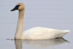 Trumpeter Swan