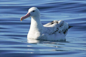 Wandering Albatross