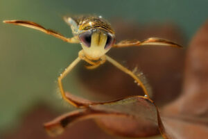 Water boatman