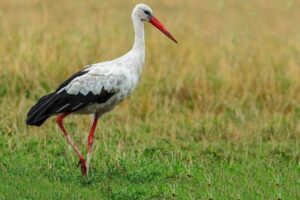 White stork (16000 Feet)