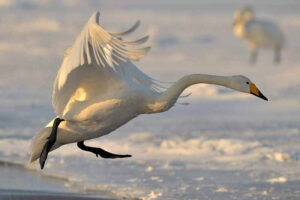 Whooper swan (27000 Feet)