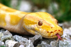 Yellow Anaconda