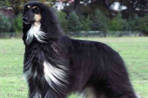 afghan-hound