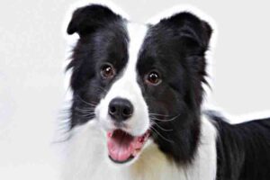 border-collie