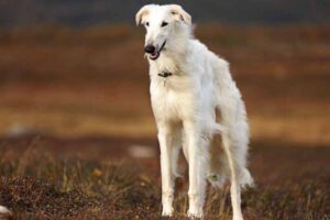 Borzoi