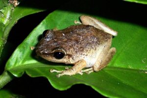 Coqui frog